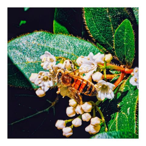 A little fuzzy golden brown and black striped Italian honey bee is in the centre of the picture. It is on some small white flowers with big green leaves surrounding it. It is collecting some pollen. Its body has some yellow pollen grains stuck to it.