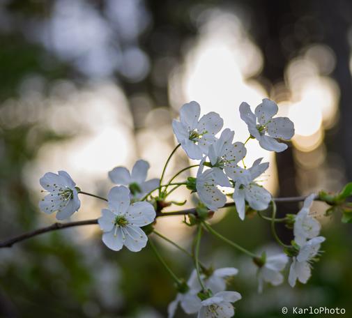 Some flowers with a lot of warm bokeh balls in the background.