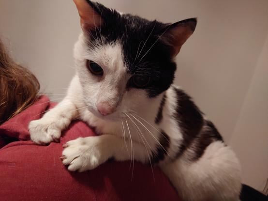 Schwarzweißer Kater liegt auf dem Rücken einer Person mit rotem Tshirt.
