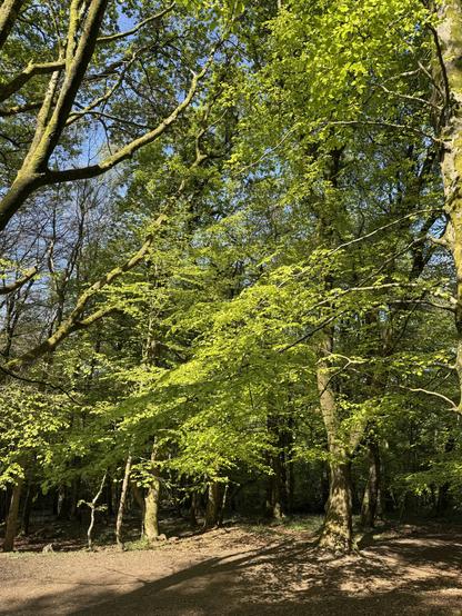 Beautiful mature beech tree in a deciduous woodland setting, with lush green leaves shining in the sun. Blue sky contrasting behind.