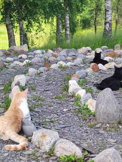 A stone labyrinth with three cats.