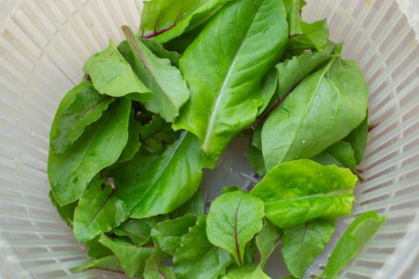 Assortment of small leaves inside a translucent white salad spinner.
