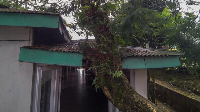 A photo of a tree trunk covered in green moss appearing to break through the middle of a corrugated roof. The roof is made of corrugated metal sheets and is painted green on the facade. In the middle bottom of the image, there is a doorway which leads inside the building into an indoor corridor. The doors are painted white and have glass inserts.