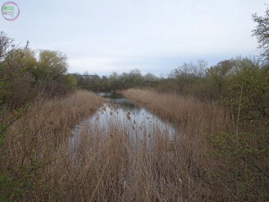 Teich mit Schilf