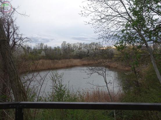 Teich mit Schilf