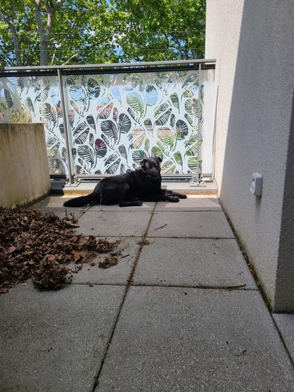 Photo de mon balcon. Au premier plan, on ne voit que les dalles en ciment. Au second plan, ma chienne Bobo, noire, est allongée sur une bande étroite, collée à la rambarde, où le soleil touche le sol. Son buste est redressé et elle a la tête tournée dans ma direction mais ses yeux sont fermés. Derrière la rambarde, on peut voir des platanes, et sur la gauche, on voit un tas de déchets végétaux tous secs et un bout de jardinière en béton.