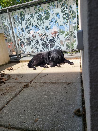 Photo du balcon et de la même zone mais en vue plus rapprochée. Cette fois, le soleil éclaire une plus large portion du sol, toujours près de la rambarde. Bobo est allongée et sa tête repose sur le sol.