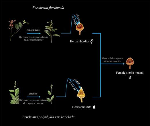 Diagram illustrating the impact of reproductive resource trade-offs caused by the simultaneous development of flowers and fruits on the sex allocation of hermaphrodite flowers.