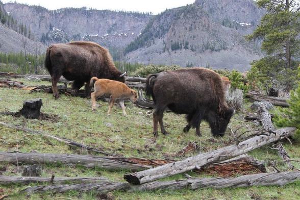 Two adult bison and a calf graze on grass in a mountain valley. The scene includes fallen logs and trees, with mountainous terrain in the background under a cloudy sky.