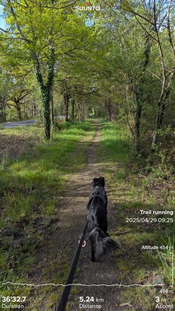 Paddy leading the way on a forest trail that goes strait ahead, next to a road, spring have nearly sprung so the air is full of pollen and other flying thing and all the green is very green