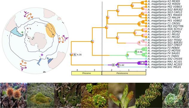 Biogeographical, phylogenetic, and morphological data as part of a study that traces the biogeographic history of the world's most isolated insular floras.