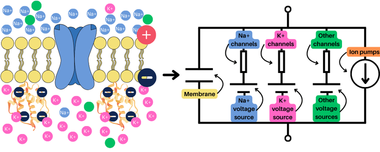 Illustration showing a biological cell membrane and its equivalent electrical circuit. On the left, a yellow lipid bilayer contains large blue channels embedded in the membrane, allowing movement of ions. Blue circles represent sodium ions (Na⁺), pink circles represent potassium ions (K⁺), and green circles represent other ions. Large dark blue circles with negative signs depict trapped proteic anions inside the cell. Positive and negative charges accumulate on opposite sides of the membrane. On the right, the membrane is modeled as an electrical circuit with labeled Na⁺ channels (blue), K⁺ channels (pink), other channels (green), voltage sources for each ion type, and an orange ion pump symbol. The diagram illustrates the ionic basis of membrane potential and its biophysical equivalent model.