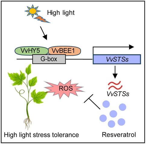 Annotated flow diagram showing how VvHY5 and VvBEE1 antagonistically control resveratrol biosynthesis to mitigate high light-induced damage in grapevine.