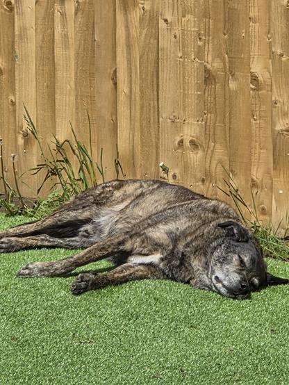 An old brindle coloured dog lying in the sun