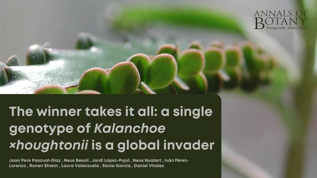 The winner takes it all: a single genotype of Kalanchoe ×houghtonii is a global invader