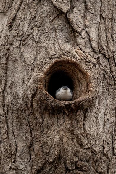Une petite sittelle à poitrine blanche surveille l'entrée d'un grand trou dans le tronc d'un arbre.