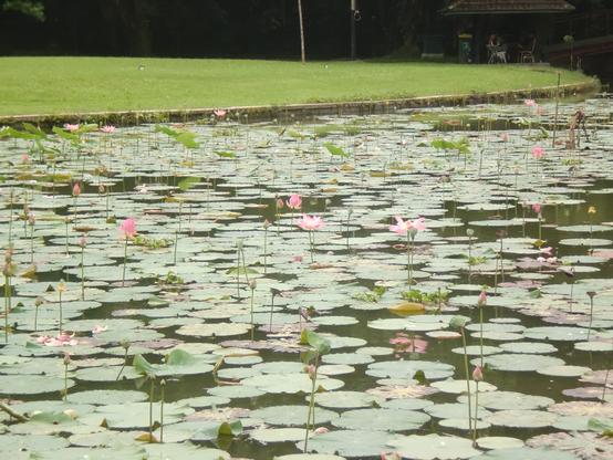 A pond covered by lotus plants. Some has flowers blooming. The view was mostly green with some pink from the blooming lotus flowers.
