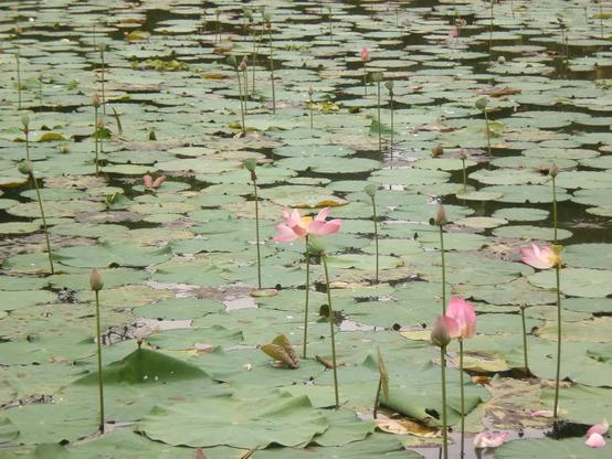 Closer view of the blooming lotus flower. Some of the flowers were not blooming yet, were still only buds. Some seed pods (I think) were also visible.