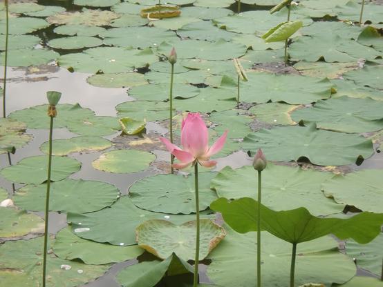 Even closer to one of the blooming lotus flower. On the left was a seed pod. On top and bottom right were flower buds. Lotus leaves underneath them.