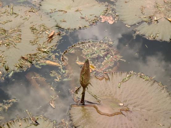 A dragonfly perched on an unopened lotus flower bud. The lotus leaves underneath them were sprinkled by grass cuttings.