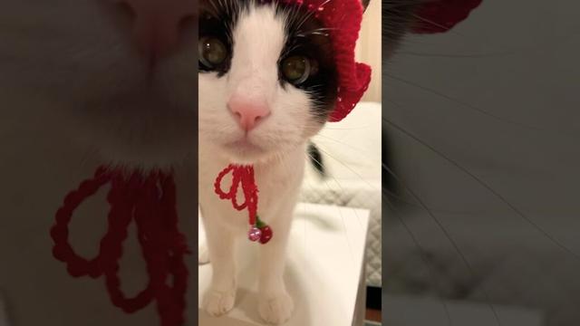 隣の猫のお尻が邪魔だけどフミフミ#ねこ癒やし #ねこ #猫のいる暮らし #猫のいる生活