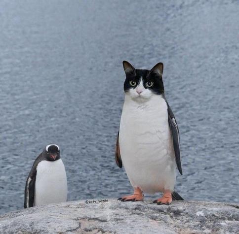 A picture of a penguin with a tuxedo cat head