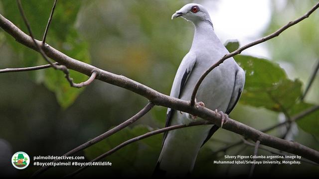 Once well-known and widespread, only a handful of elegant Silvery #Pigeons 🕊️🩶remain on far-flung islands of #Indonesia 🇮🇩 and #Malaysia 🇲🇾. #Palmoil and illegal #wildlife trade are big threats. #BoycottPalmOil #Boycott4Wildlife 🌴🔥💀🙊⛔️ @palmoildetect https://palmoildetectives.com/2021/01/25/silvery-pigeon-columba-argentina/?utm_source=mastodon&utm_medium=Palm+Oil+Detectives&utm_campaign=publer