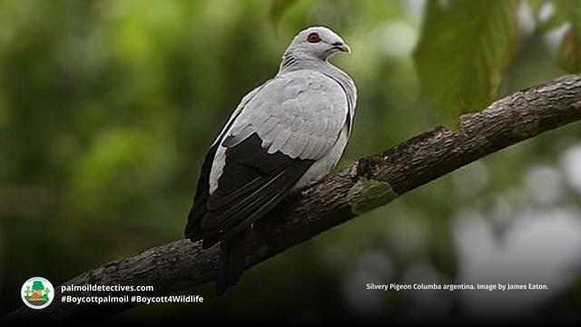 Once well-known and widespread, only a handful of elegant Silvery #Pigeons 🕊️🩶remain on far-flung islands of #Indonesia 🇮🇩 and #Malaysia 🇲🇾. #Palmoil and illegal #wildlife trade are big threats. #BoycottPalmOil #Boycott4Wildlife 🌴🔥💀🙊⛔️ @palmoildetect https://palmoildetectives.com/2021/01/25/silvery-pigeon-columba-argentina/?utm_source=mastodon&utm_medium=Palm+Oil+Detectives&utm_campaign=publer