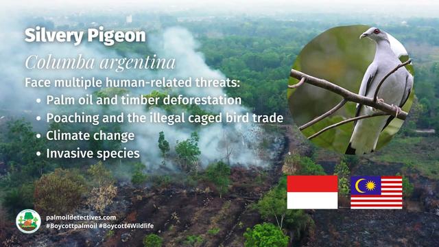 Once well-known and widespread, only a handful of elegant Silvery #Pigeons 🕊️🩶remain on far-flung islands of #Indonesia 🇮🇩 and #Malaysia 🇲🇾. #Palmoil and illegal #wildlife trade are big threats. #BoycottPalmOil #Boycott4Wildlife 🌴🔥💀🙊⛔️ @palmoildetect https://palmoildetectives.com/2021/01/25/silvery-pigeon-columba-argentina/?utm_source=mastodon&utm_medium=Palm+Oil+Detectives&utm_campaign=publer