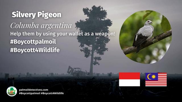 Once well-known and widespread, only a handful of elegant Silvery #Pigeons 🕊️🩶remain on far-flung islands of #Indonesia 🇮🇩 and #Malaysia 🇲🇾. #Palmoil and illegal #wildlife trade are big threats. #BoycottPalmOil #Boycott4Wildlife 🌴🔥💀🙊⛔️ @palmoildetect https://palmoildetectives.com/2021/01/25/silvery-pigeon-columba-argentina/?utm_source=mastodon&utm_medium=Palm+Oil+Detectives&utm_campaign=publer