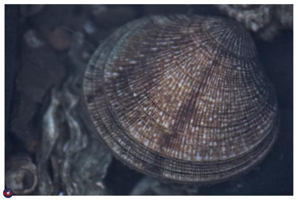 a bivalve (clam) with brown-red-orange lines, with white dots. the design feels like line art.