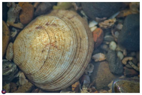 a variant with a different coloration, but similar pattern (this was above the water) the shades are more orange-yellow for the lines.