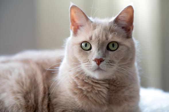 The image shows a close-up of a light-colored cat with green eyes, looking directly at the camera. The background is softly blurred, giving focus to the cat.