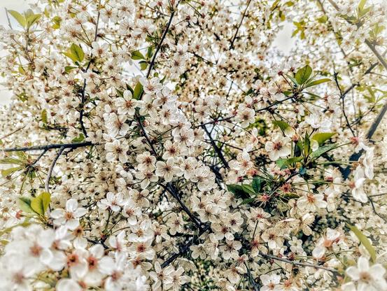 A close-up photograph looks up into the dense canopy of a flowering tree, possibly a Prunus cerasus. The tree is in full bloom, with countless small, white flowers creating a textured, almost cloud-like effect. The flowers have delicate petals and yellow centres. The branches, a dark brown, are visible between the clusters of blossoms. The image is shot from a low angle, emphasizing the density of the flowers against the sky. The lighting is soft and diffused.