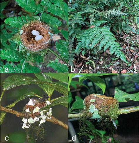 Nest structure and clutch size of the Violet-capped Hummingbird (Goldmania violiceps). The panels show (a) the clutch of the first nest, (b) the habitat of the first nest, (c) the female of the second nest incubating her eggs, and (d) the structure of the second nest. Photo credit: Jorge Garzón.