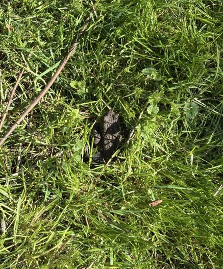 Beim Rasenmähen entdeckt, eine Kröte der Gattung Bufo im Gras.
