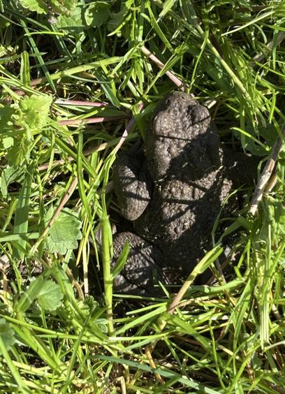 Beim Rasenmähen entdeckt, eine Kröte der Gattung Bufo im Gras.