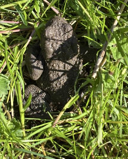 Beim Rasenmähen entdeckt, eine Kröte der Gattung Bufo im Gras.