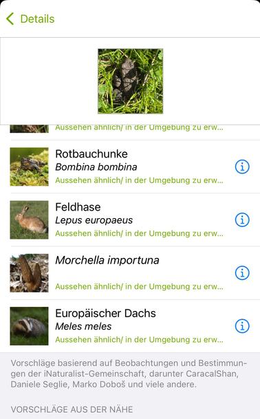 Bestimmungsapp zeigt an: Rotbauchunke, Feldhase, Morchel und Dachs.