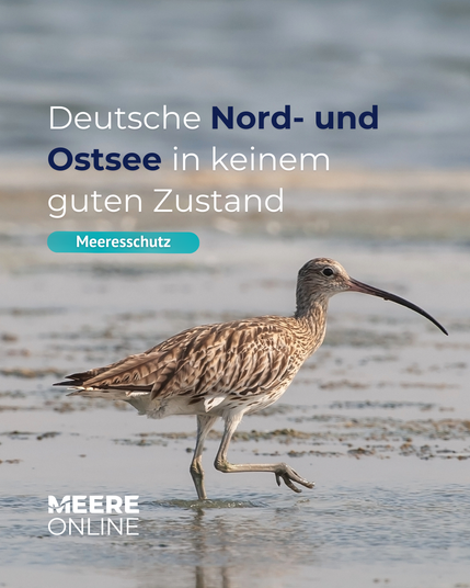 Das Bild zeigt einen großen Brachvogel im Watt. Dazu eine Überschrift für den Beitrag: "Deutsche Nord- und Ostsee in keinem guten Zustand". Unten findet sich das Logo für das Infoportal "MeereOnline".