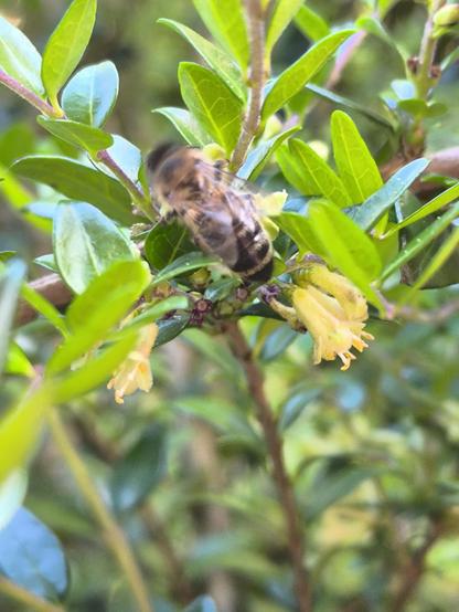Nahaufnahme eines Busches mit ein paar hellgelben Blüten. Darin sitzt eine Biene.