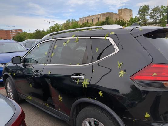 Black vehicle with leaves from trees stuck to it