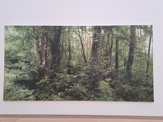 Kunstwerk 'Transit 155'. Beschrijving: een mooi groen bosgezicht. Het lijkt een foto, maar het is een schilderij.