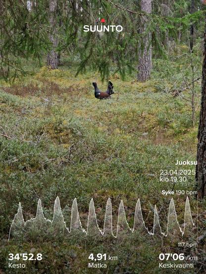 Metsässä tönöttää metso. Alla juoksugraafi sykkeestä, alarivillä juoksutiedot 34 min 4,9 km 7 min/km, noin.