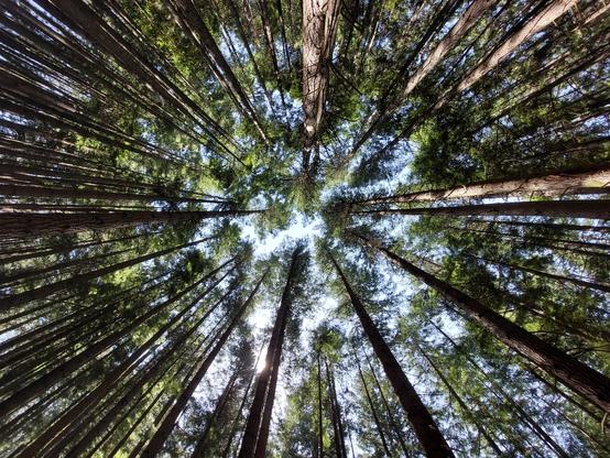 another "fish-eye" view up to the ceiling of a forest, with trees pointing inward from every direction around the frame toward a gap in the canopy in the center, this time with more spring greens and browns and lively color in general