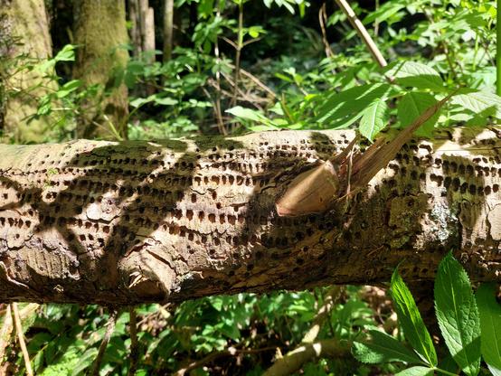 a horizontal-but-above-ground fallen tree, dappled with sunlight and shadows cast from overhead ferns, its surface absolutely RIDDLED with sequentially drilled tiny woodpecker holes