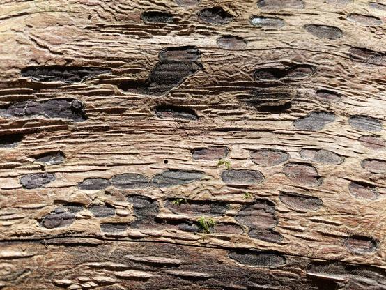 a close-up of some complex textured wood, from a tree stripped of its bark, with some squiggles as evidence of boring insects, but also many black spots, which I've still been struggling to explain, though my current operating theory is that those were the spots exposed to either bugs or "the elements" when woodpeckers originally drilled holes through the bark, and once the rest of the bark fell away, the exposed portions remained spotted