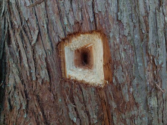a single hole drilled by a different sort of woodpecker: rather than hundreds of tiny pinpoint holes, One Single Giant Square-Shaped Hole, big & deep enough for a large bird to fit its head in (or any other small animal to make a home from), on a furry-barked redwood type tree