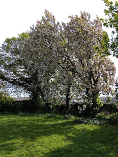 beautiful blossoming trees