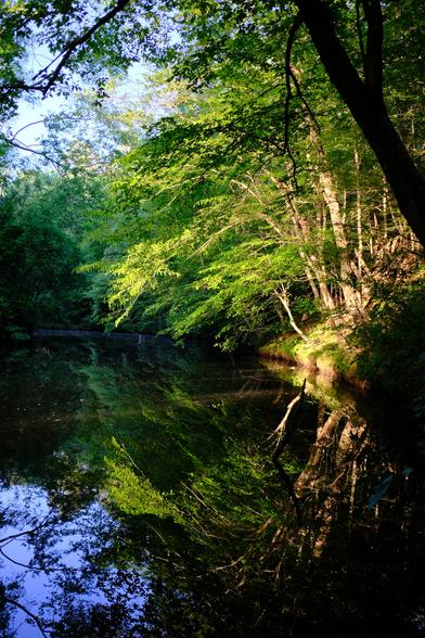 Vertical shot of evening sun hitting a tree and it's reflection in the Eno river